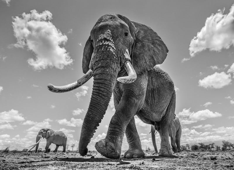  photographer shoots fine art photos africa majestic elephants 