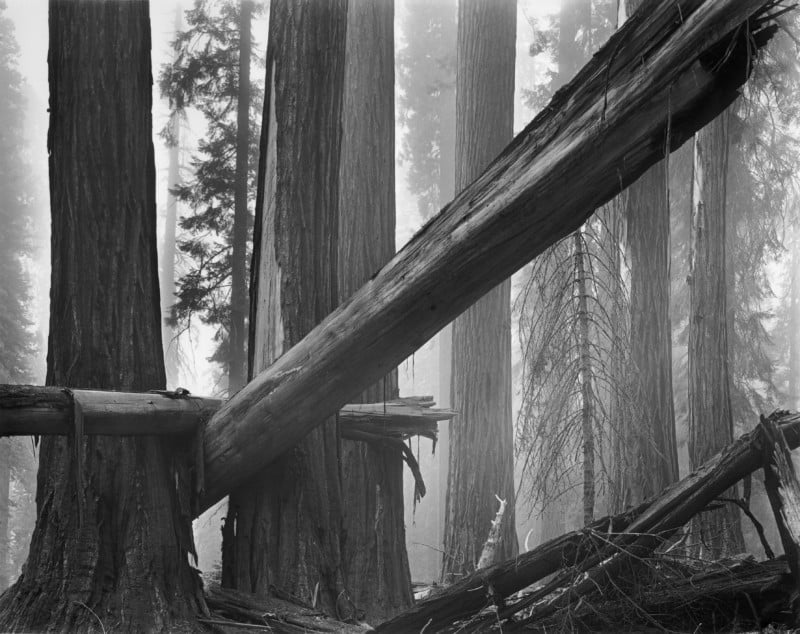 Fallen Sequoias: The Story Behind This Photo Taken in 1977