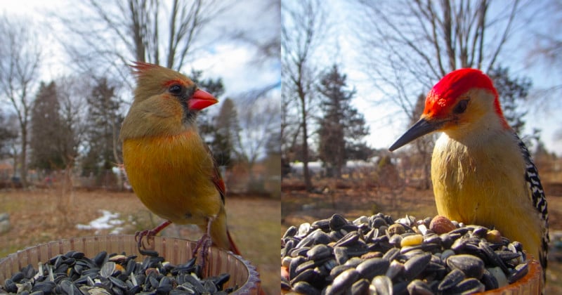 This Feeder-Mounted Camera Catches Striking, Closeup Photos of Birds