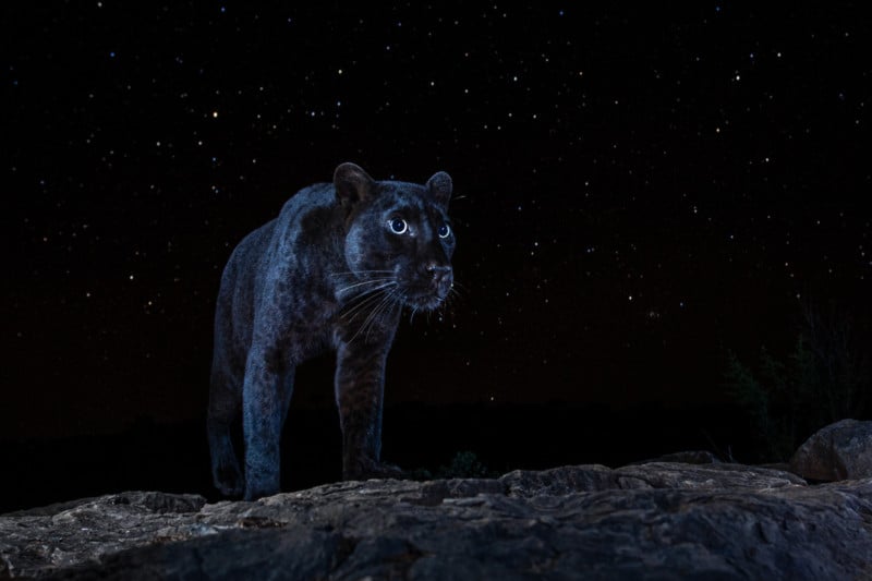 Photographer Captures the Ultra-Rare Black Panther Under the Stars