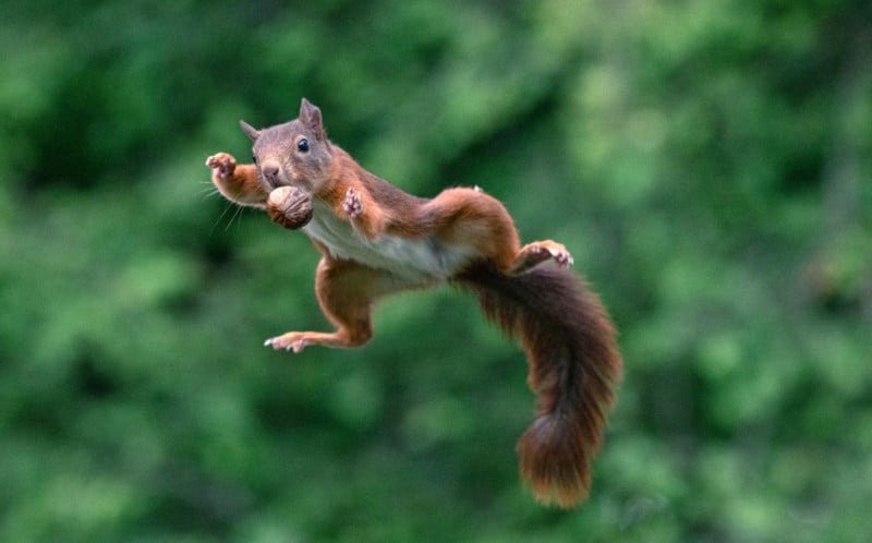 Photos of Squirrels Jumping with Nuts