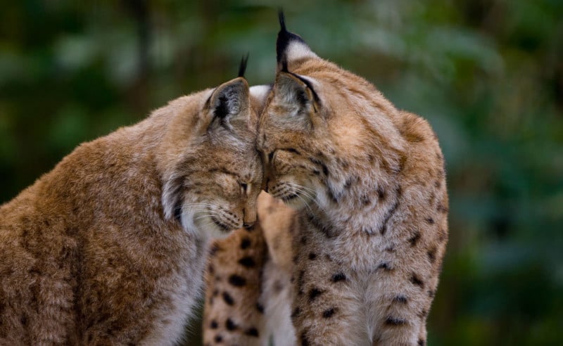 Photos of Love in the Animal Kingdom
