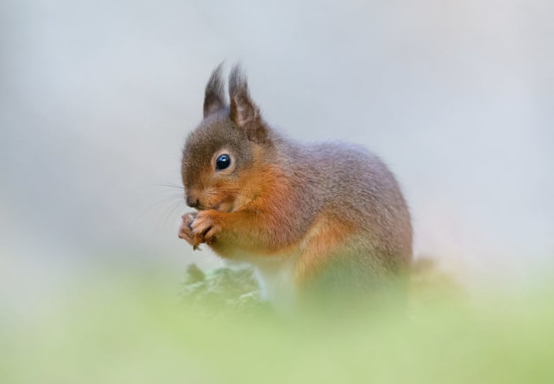  photographing red squirrels from hide irish forest 