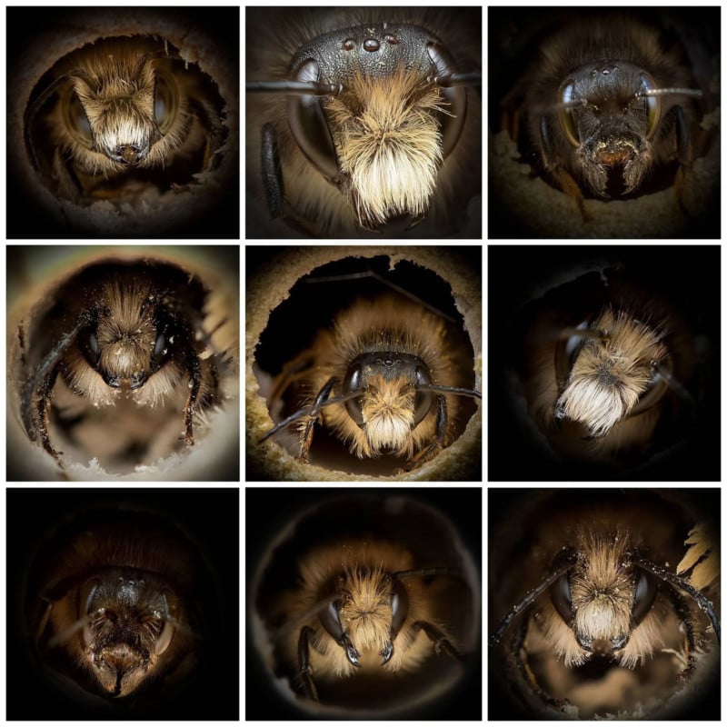  close-up portraits bees reveal how different they actually 