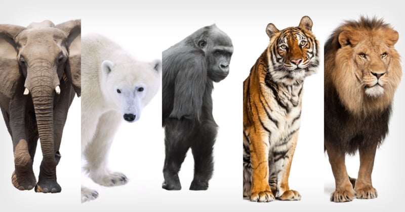 New Big 5 of Wildlife Photography Unveiled After Global Vote