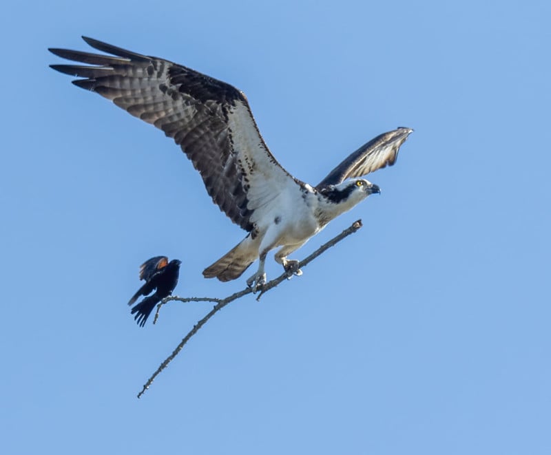 Photographer Snaps Bird Catching a Ride on Bigger Birds Stick