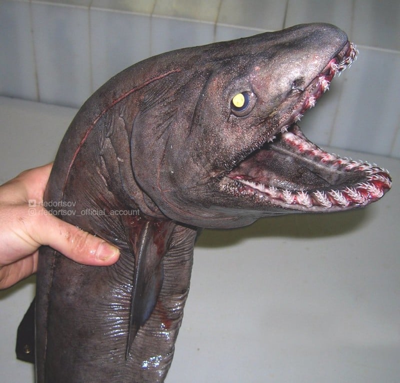  russian fisherman shares scary photos deep-sea creatures 