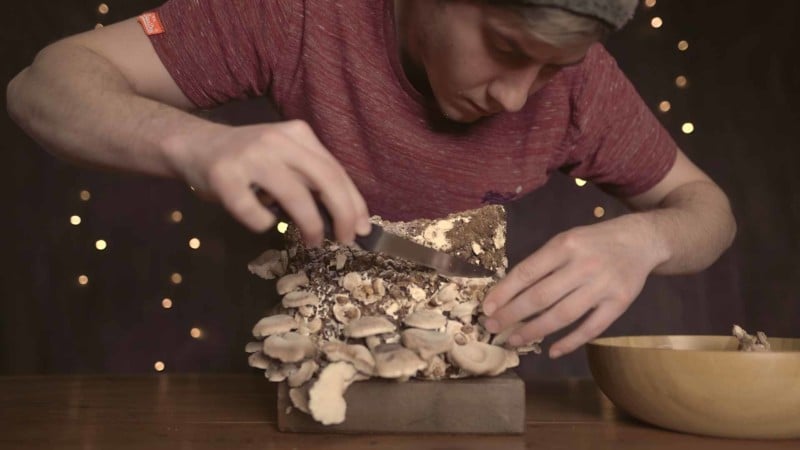 Timelapse Shows Enthralling Process of a Growing Shiitake Mushroom