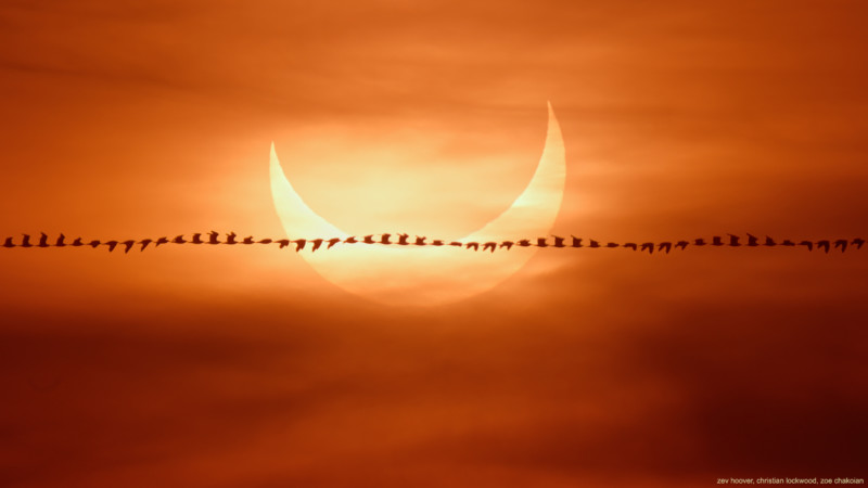 Photographer Captures Bird Trail Against a Solar Eclipse
