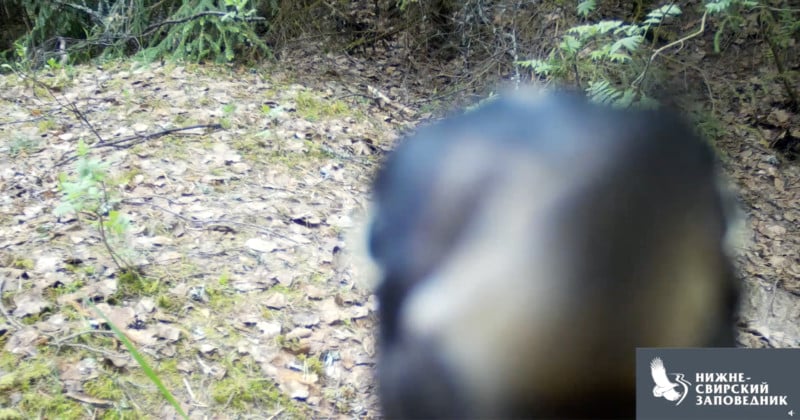 Watch a Woodpecker Methodically Demolish a Wildlife Camera