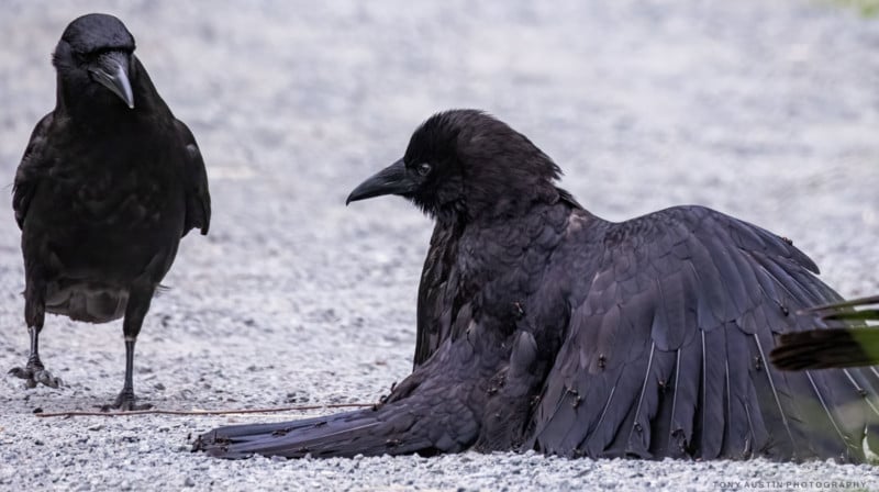  photographer captures rare sight crow taking ant bath 