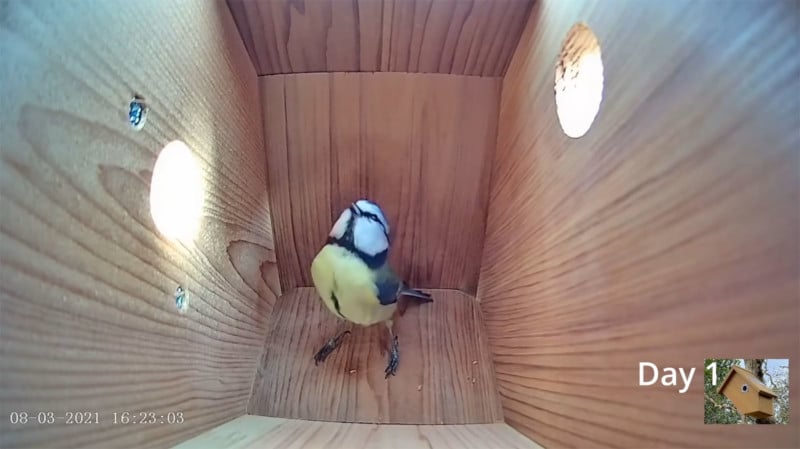 Watch This Birdhouse Go From Empty Nest to First Egg in 8 Minutes