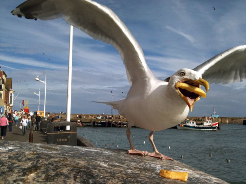 Google Buys Photographers Shot of Seagull Chomping on a Fry