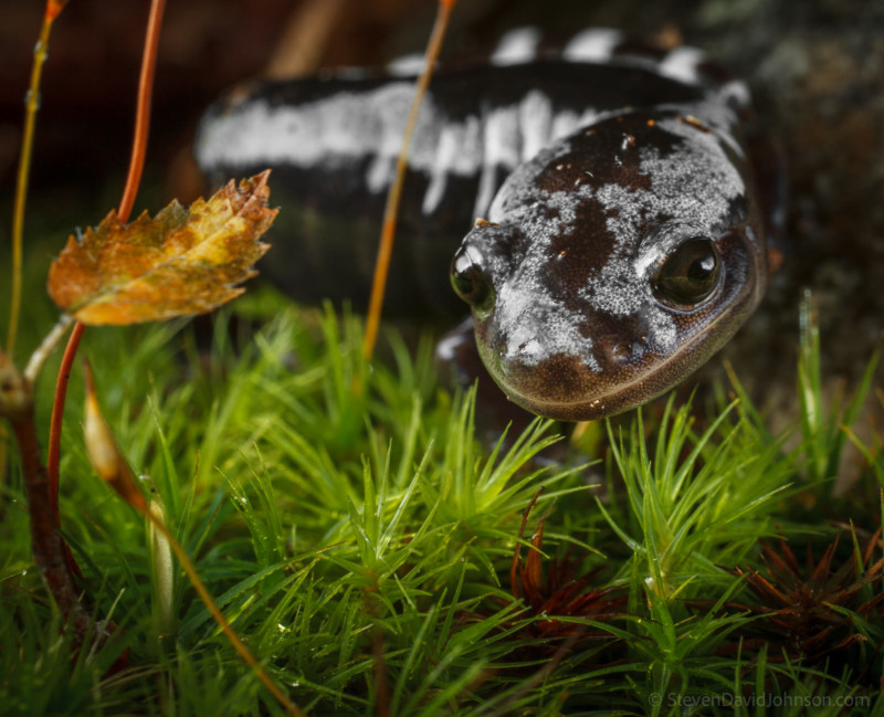 Stunning Macro Photos Shot Within the Unique World of Vernal Pools