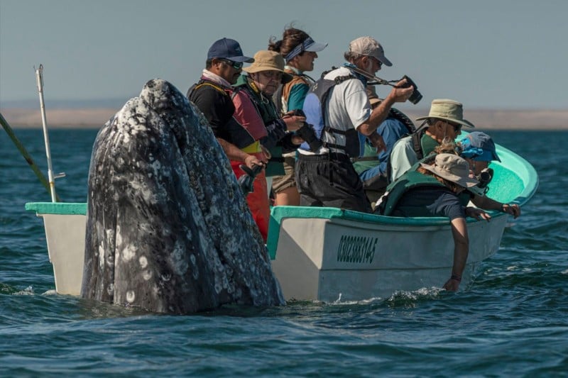  photographer spots sneaky whale next unsuspecting watchers 