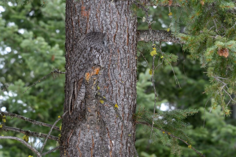  photographer spots owl perfectly blending into tree 