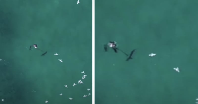 Drone Photographer Spots and Saves Man Being Attacked by Shark