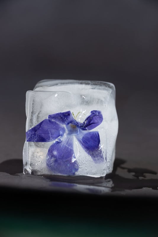  ice flowers fun at-home project beautiful still 