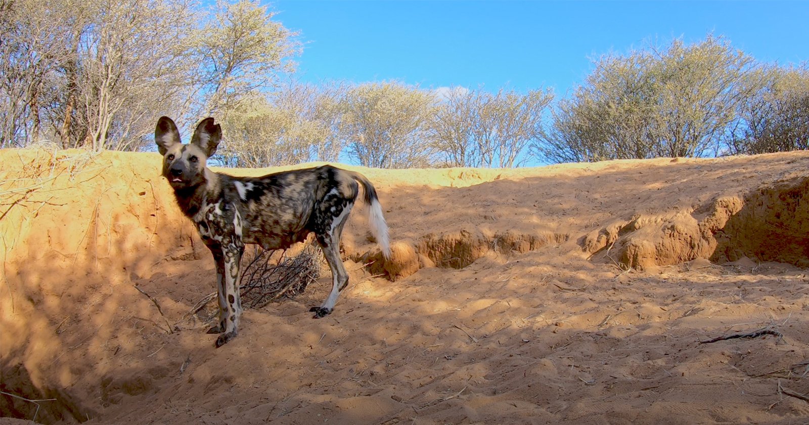  watch rare gopro footage african wild dogs 