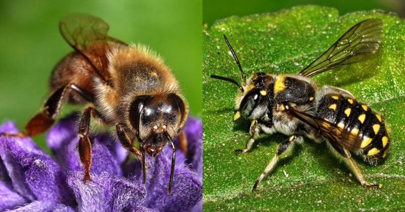 Photos of Bees, Our Helpful Insect