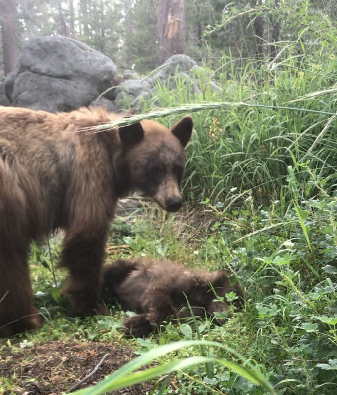 Photo Shows Mama Bear Mourning Cub Killed by Driver in Yosemite
