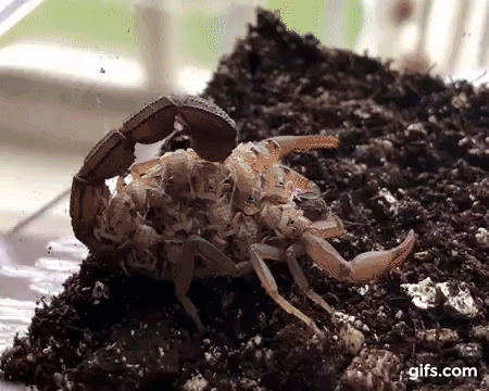 Watch a Scorpion and Its Young Glow Different Colors Under UV Light