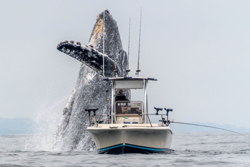  photographer catches whale breaching next fishing boat 