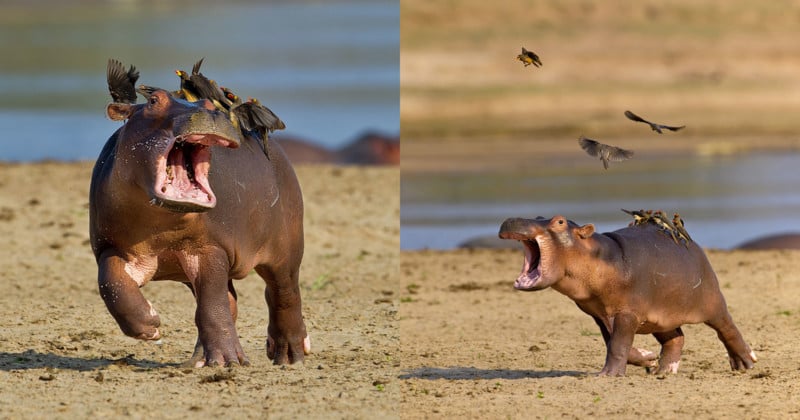 Photographer Captures Baby Hippo Getting Spooked by Birds