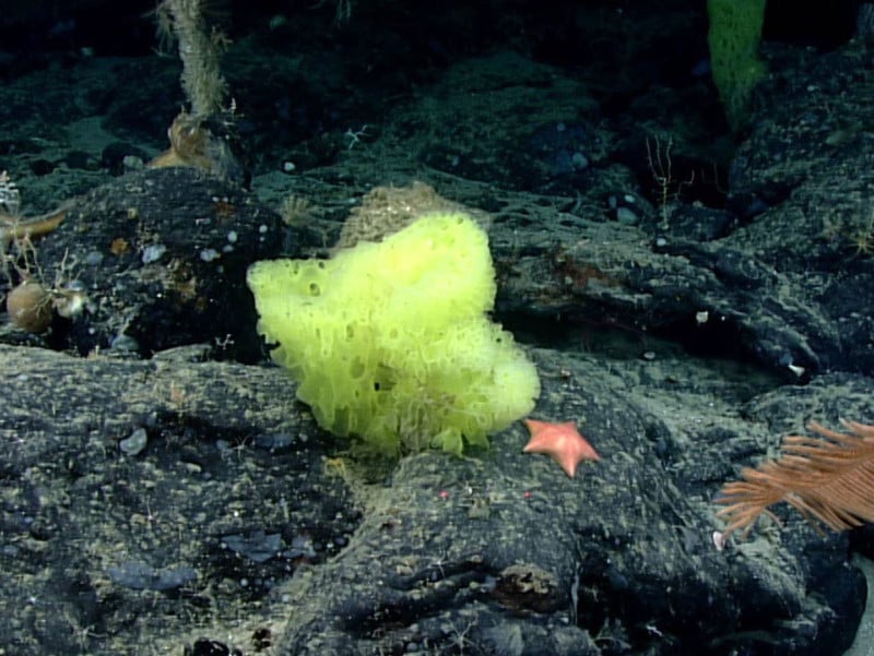 Real-Life SpongeBob and Patrick Captured by Deep-Sea Camera