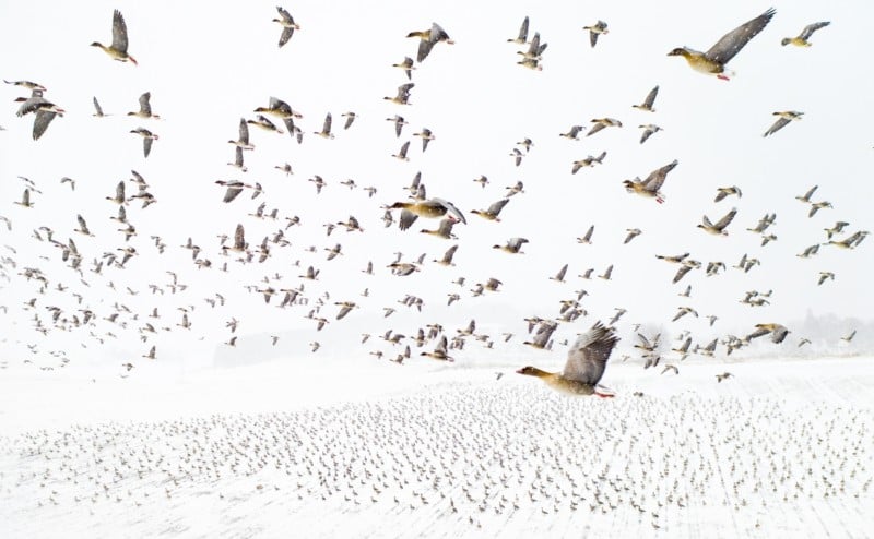 Flock of Geese Captured Mid-Air Named Best Drone Photo of 2021