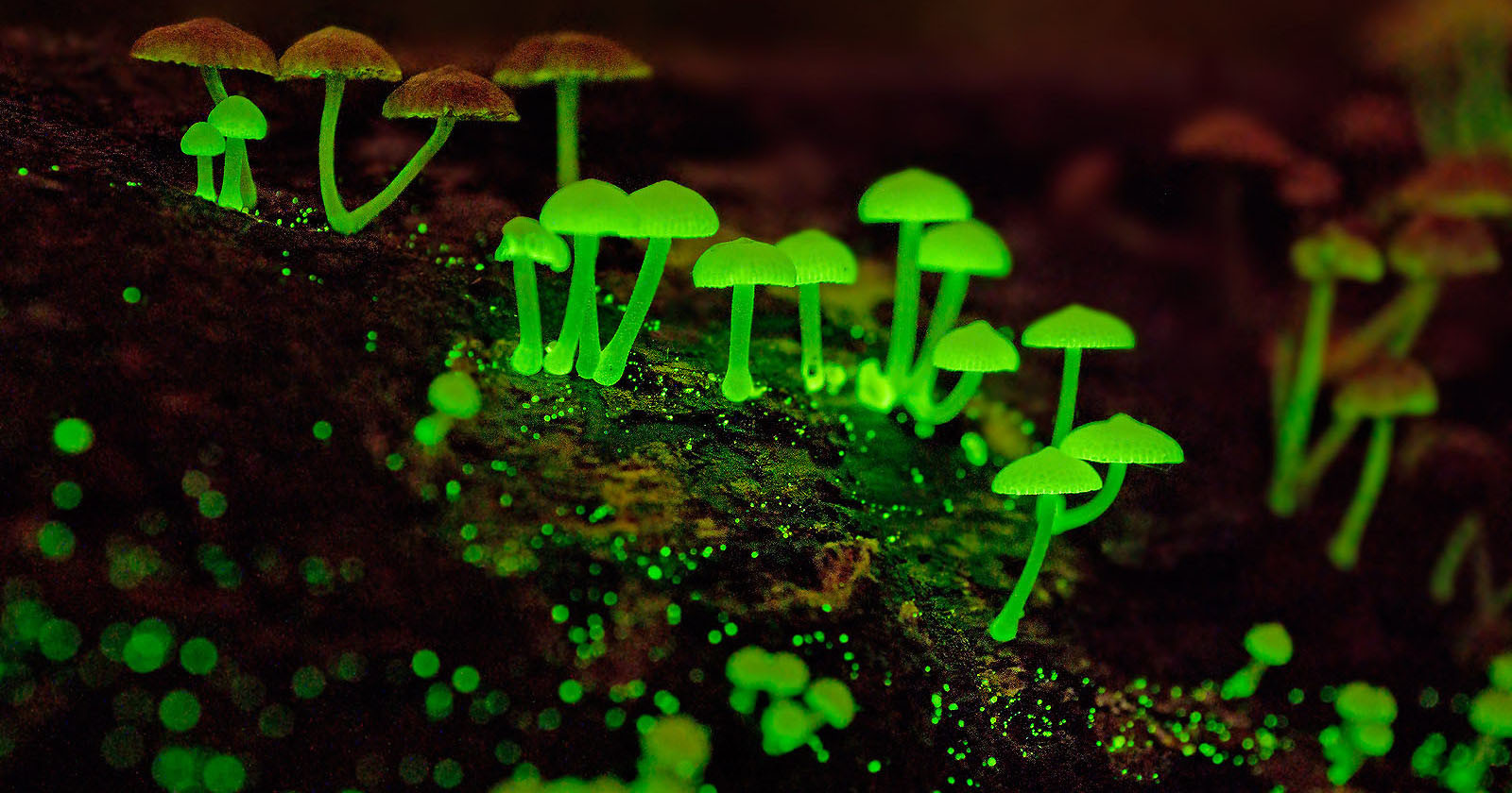  photographing glowing mushrooms singapore 