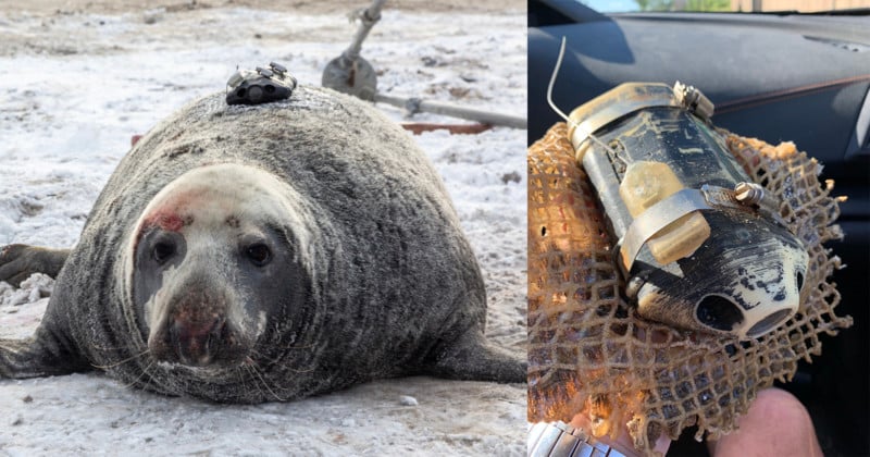  lost seal-mounted camera found after three years 