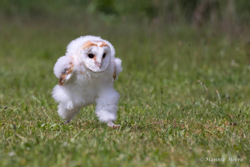  photographer captures baby barn owl mid-run 