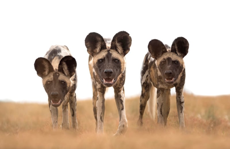  photos african wild dog animal brink 