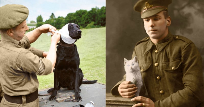  colorized photos wartime animals reveal their sacrifice 