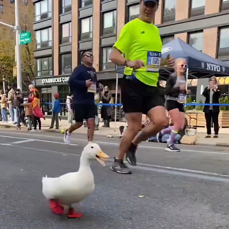 Duck Runs the NYC Marathon Wearing Webbed Running Shoes