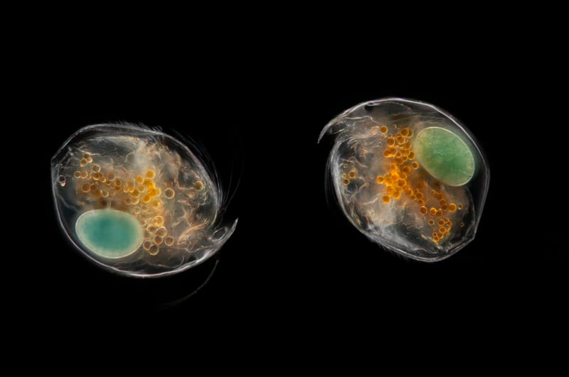 Planktonium is a Photo Series About the Microscopic World of Plankton