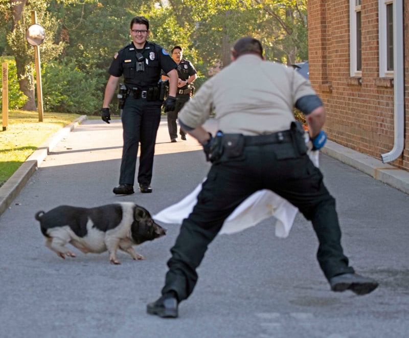 Photographer Captures Hour-Long Police Chase of a Runaway Pig