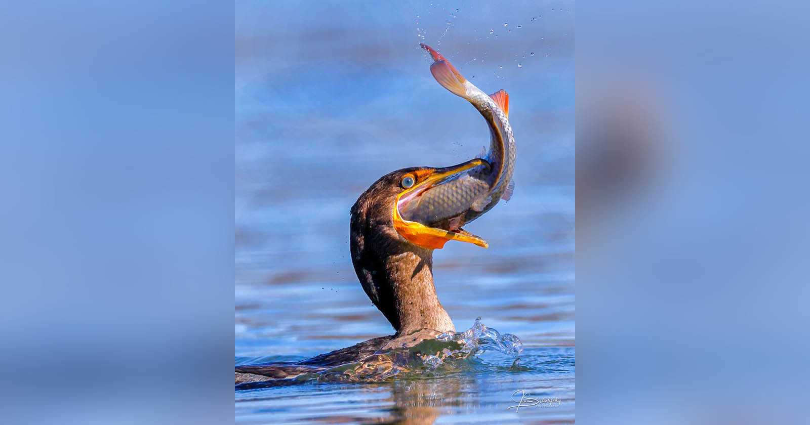  photographer captures cormorant trying swallow huge fish 