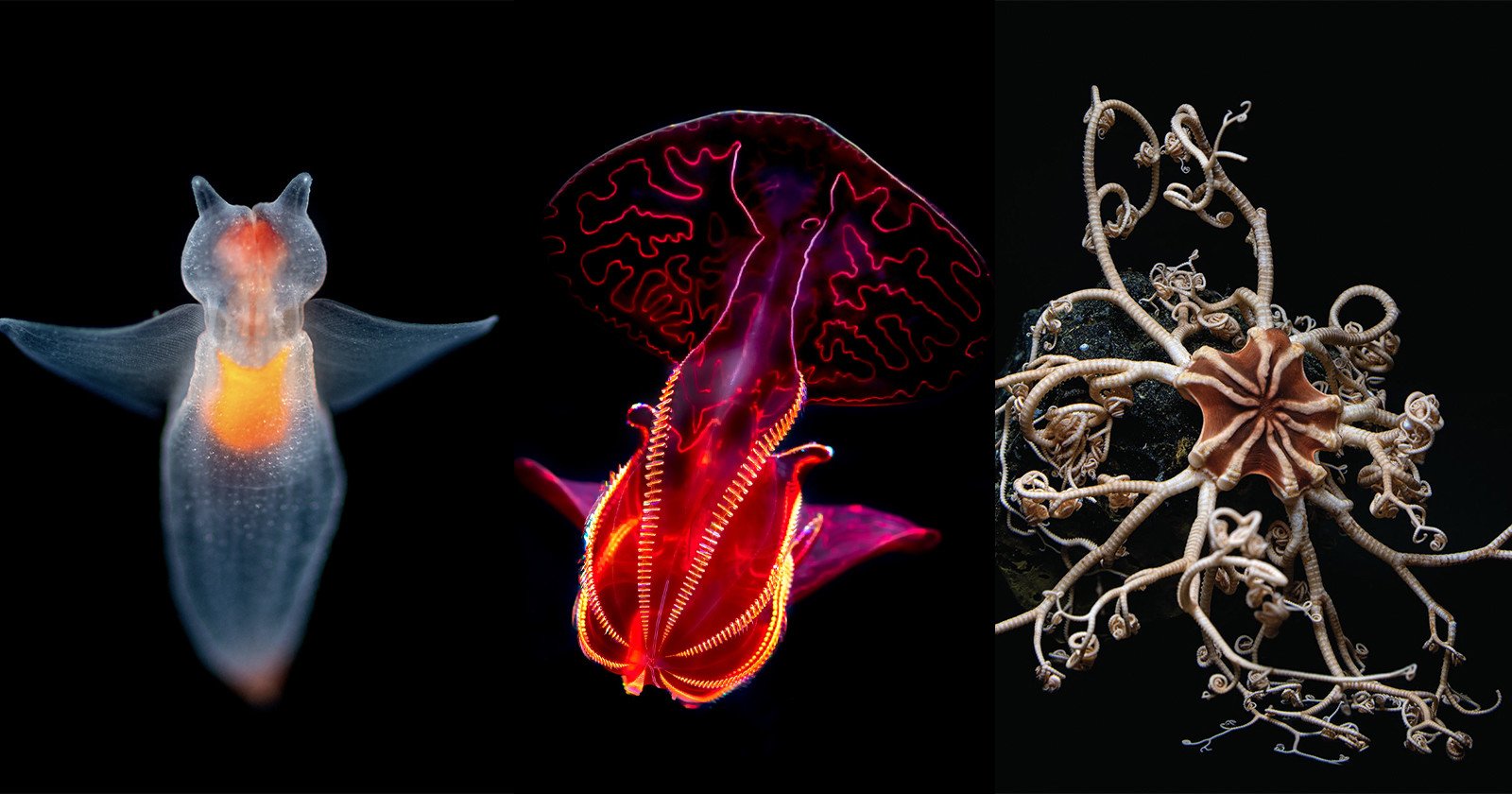 Into the Deep: Photos of Incredible Creatures from the Oceans Depths