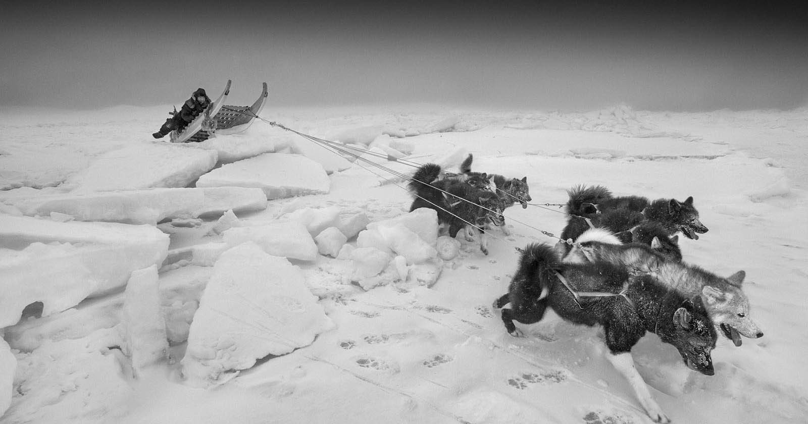 Stark Black and White Photos Capture Life in a Melting Arctic