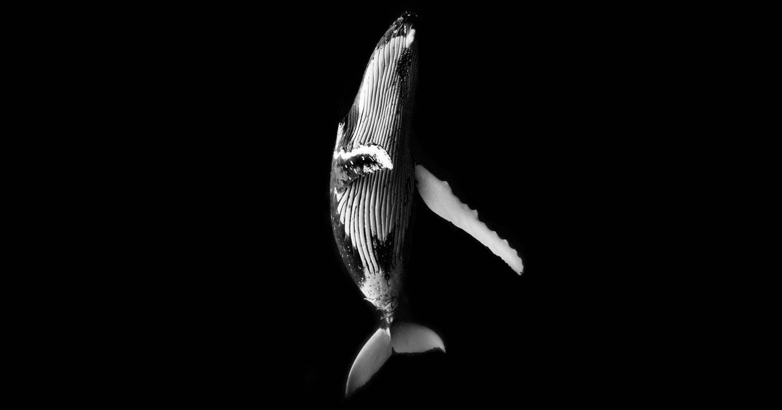  underwater photo series showcases beauty humpback whales 