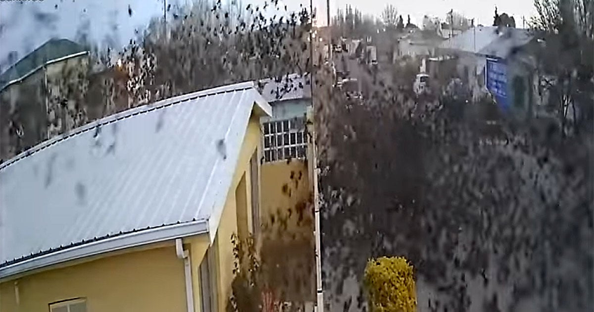Camera Captures Huge Flock of Birds Slamming Into the Ground in Mexico