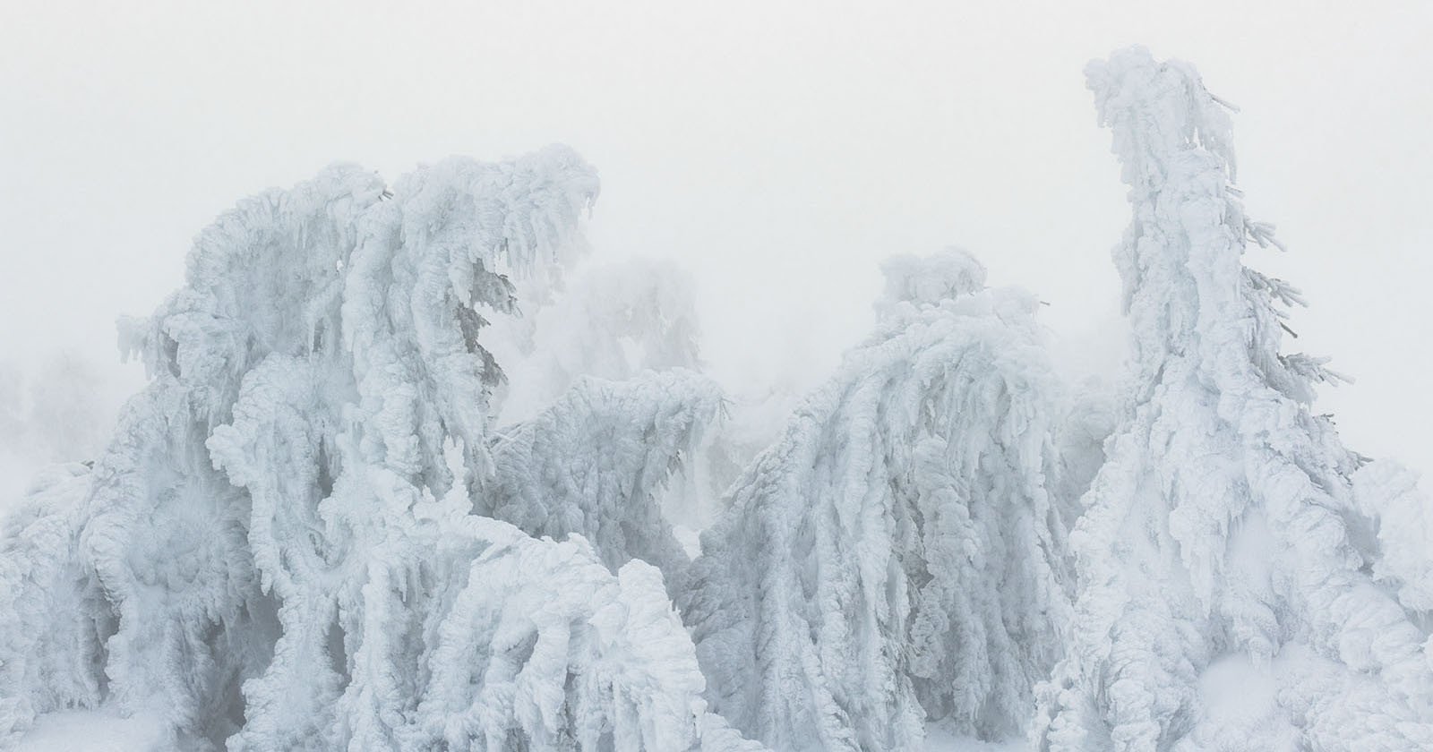Photographer Captures Eerie Tree Creatures on Snowy Mountain