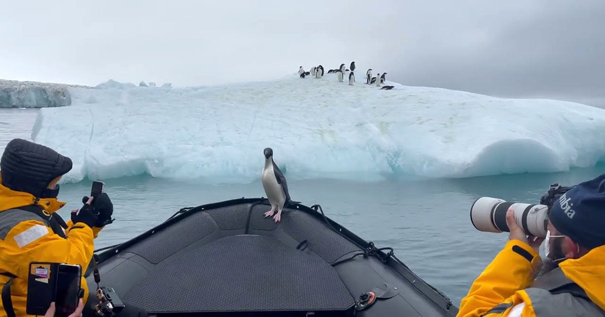Penguin Escapes Seal by Taking a Boat Ride with Photographers