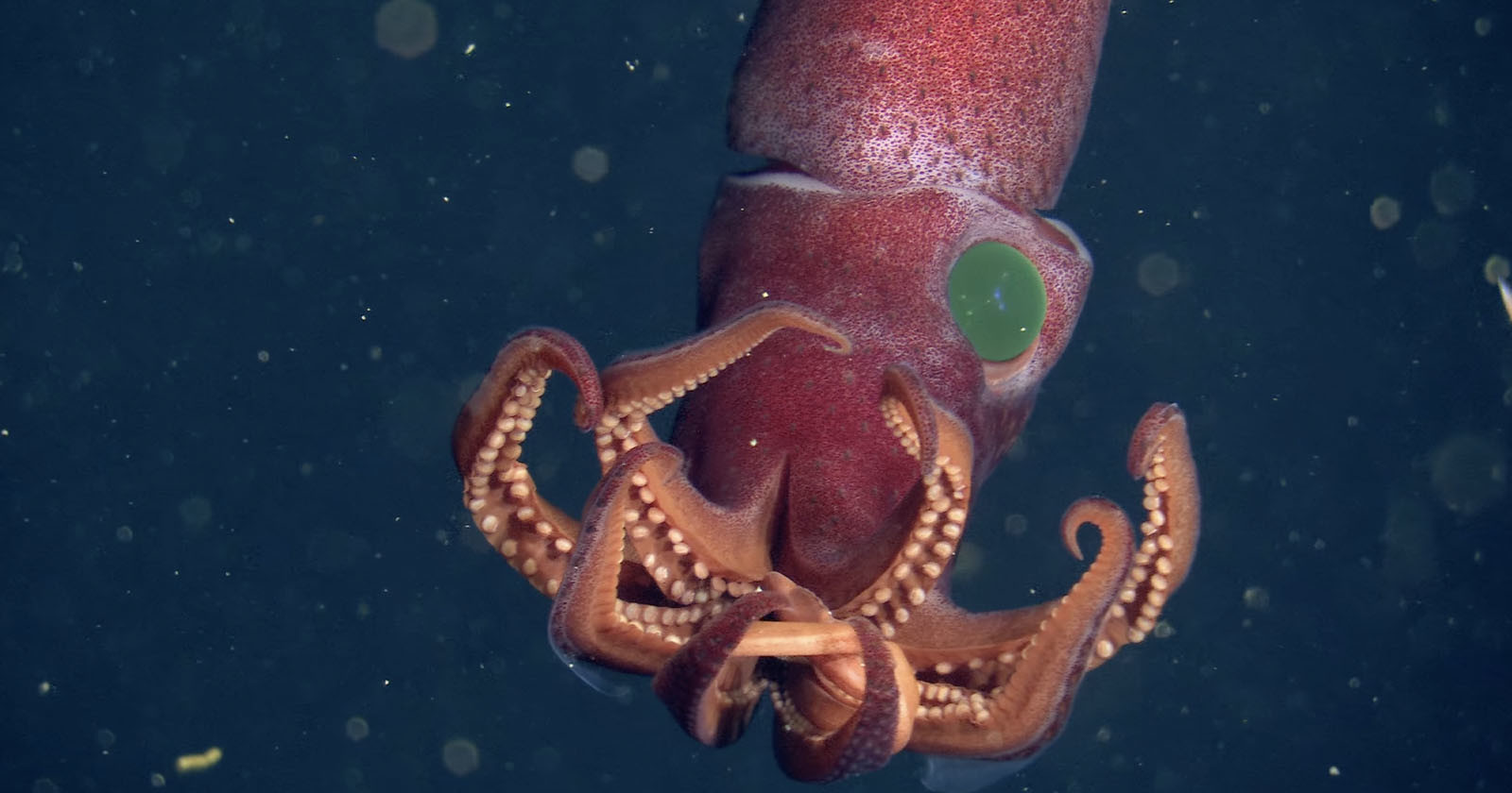 Glorious 4K Footage of a Strawberry Squid From 2,378ft Under the Sea