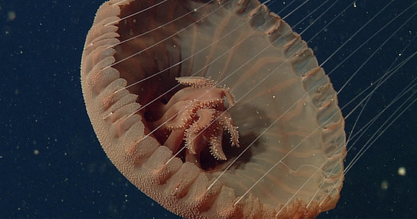 relaxing footage different species gently floating jellyfish 