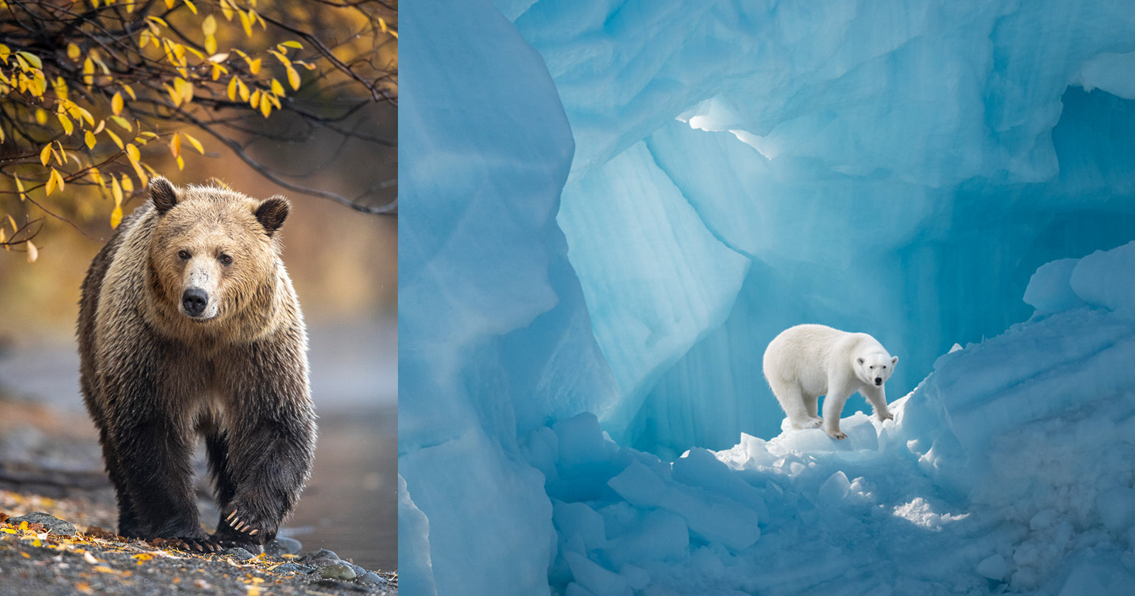  photo book showcases remaining bear species earth 