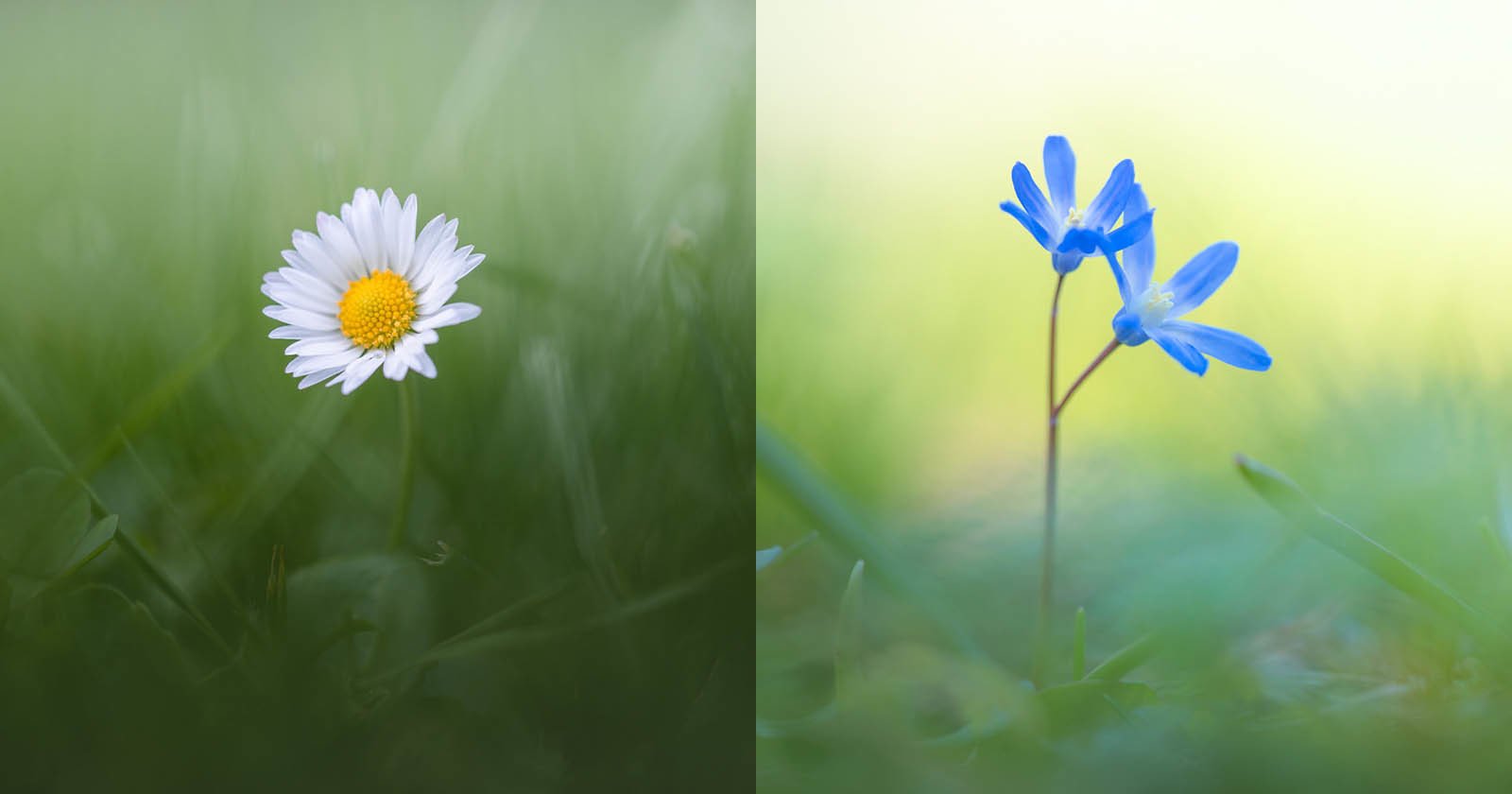  tips photographing tiny spring flowers 