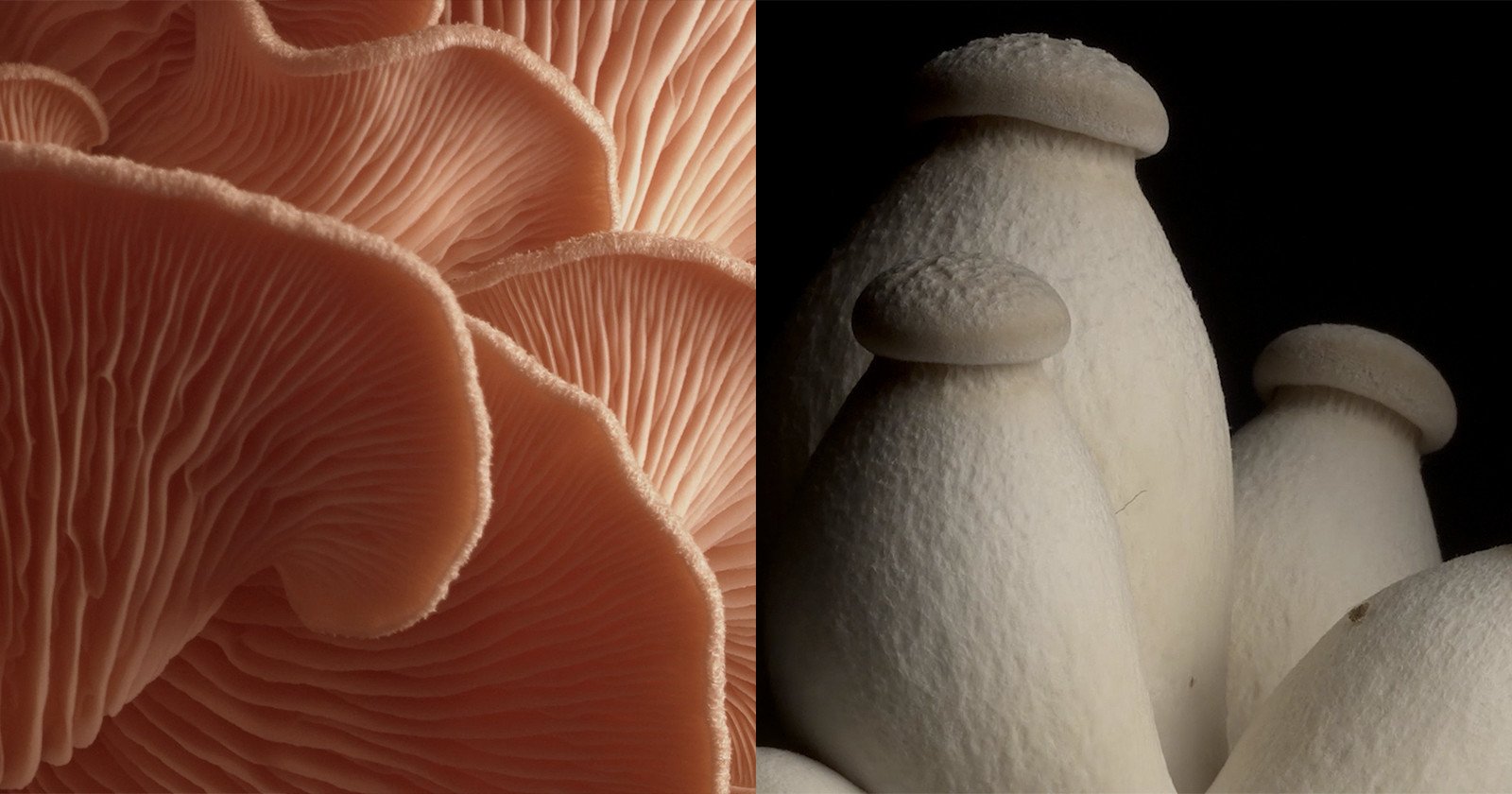  photographer spends year timelapsing growth mushrooms 